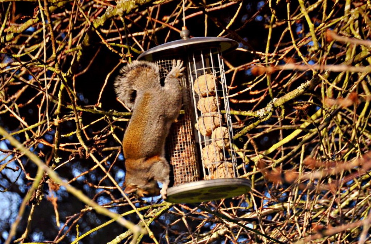 Squirrel claiming nuts